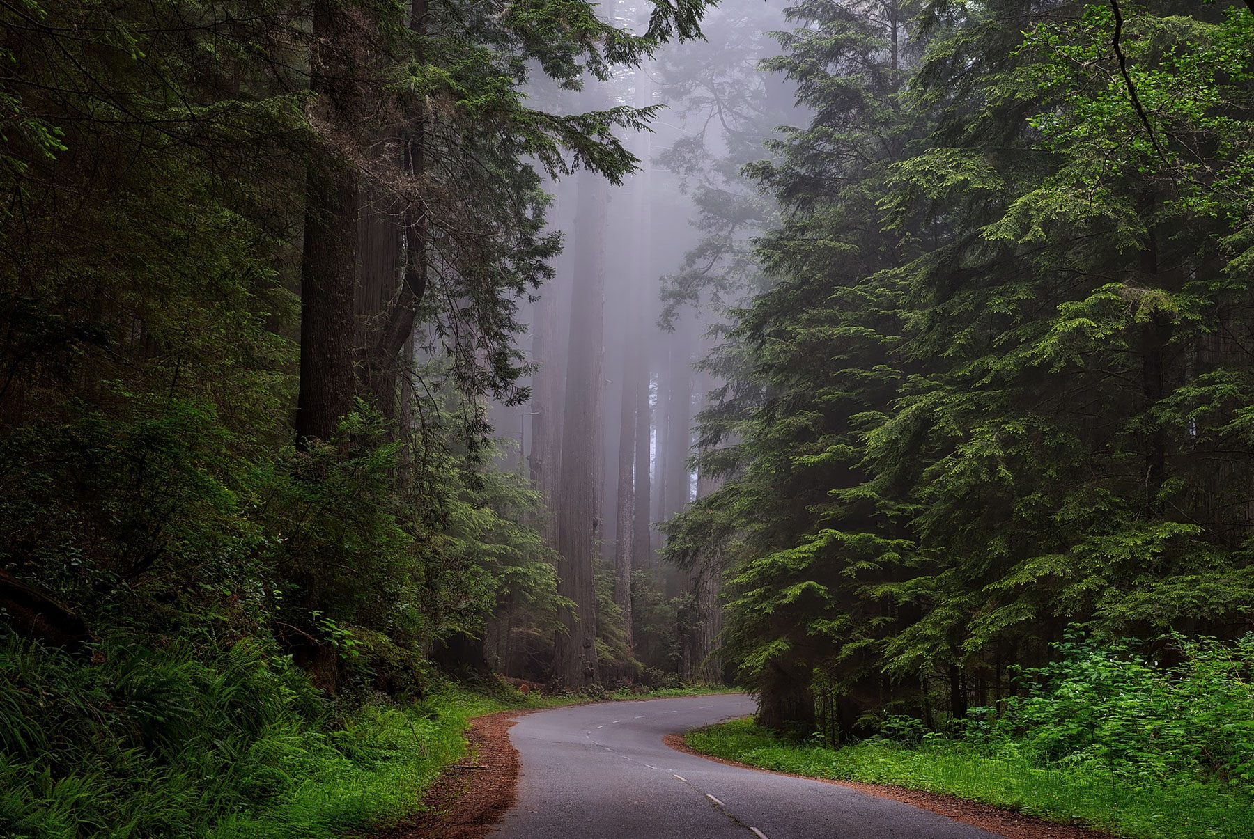 Santa Cruz Redwoods