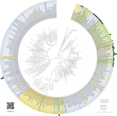 Stylized representation of a circular phylogenetic tree