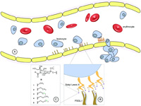 coating cell surfaces with fluorinated carbohydrates leads to reduced cell adhesion.