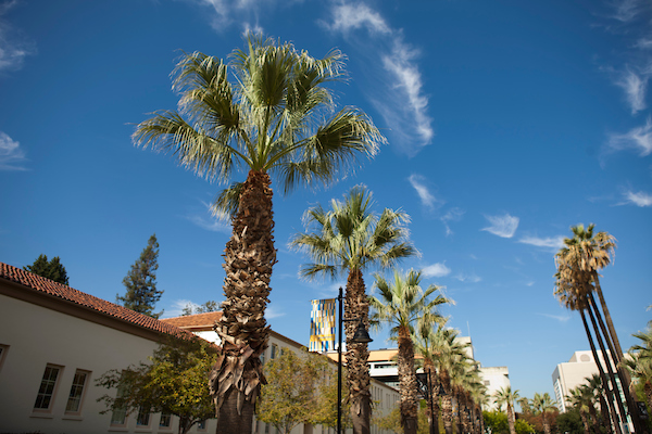 Palm trees