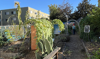 vibrant food garden in urban atmosphere, person walks through trellis in distance