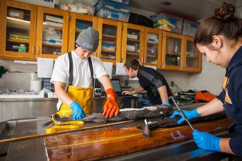 people in fishing gear measure and cut animals in lab environment