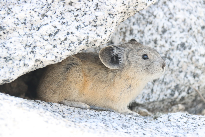 The American Pika